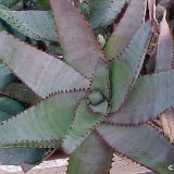 Aloe capitata v. quartziticola ©JLcoll.261.jpg